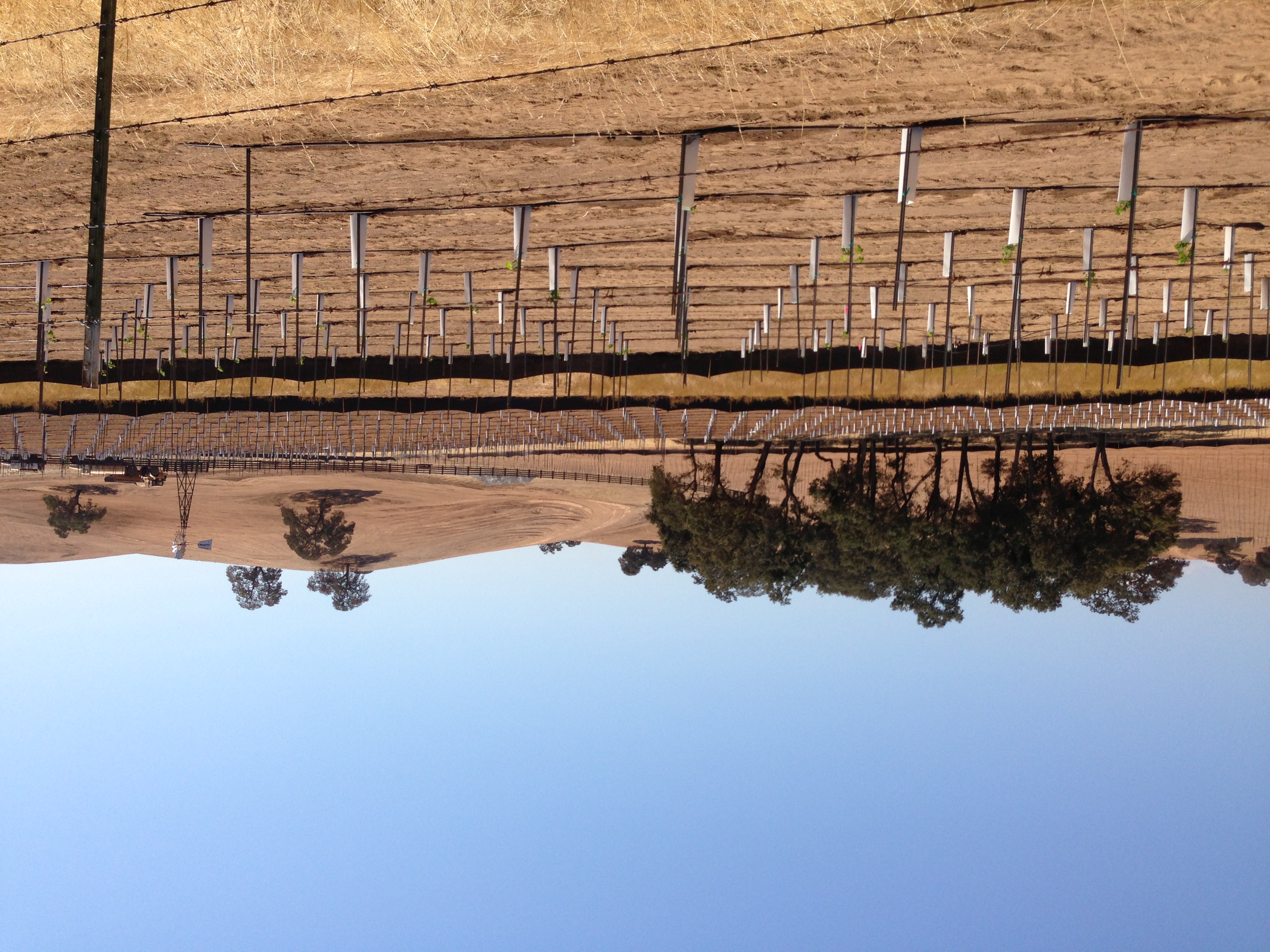Sustainable vineyard landscape